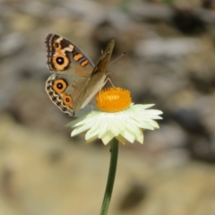 Junonia villida (Meadow Argus) at ANBG - 12 Mar 2024 by Christine