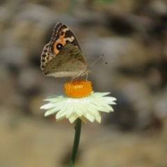 Junonia villida at ANBG - 12 Mar 2024 11:25 AM