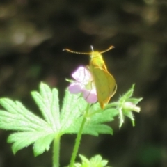 Ocybadistes walkeri (Green Grass-dart) at ANBG - 12 Mar 2024 by Christine