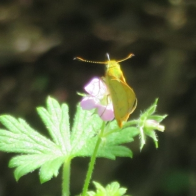 Ocybadistes walkeri (Green Grass-dart) at Acton, ACT - 12 Mar 2024 by Christine