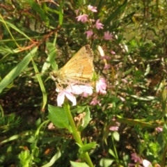 Dispar compacta (Barred Skipper) at Acton, ACT - 11 Mar 2024 by Christine