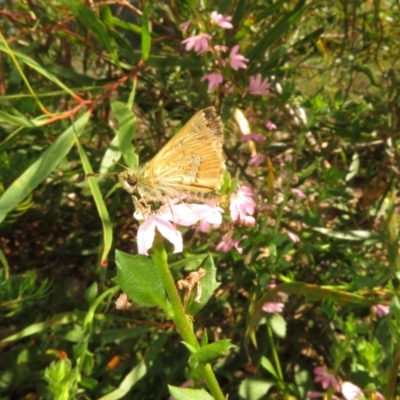 Dispar compacta (Barred Skipper) at ANBG - 12 Mar 2024 by Christine