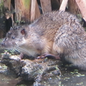 Hydromys chrysogaster at Jerrabomberra Wetlands - 14 Mar 2024