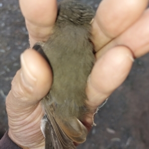 Pachycephala pectoralis at Albury - 16 Mar 2024