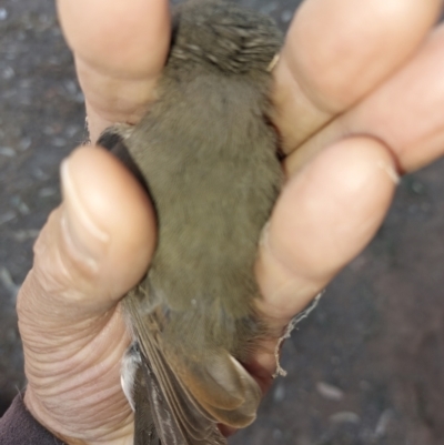 Pachycephala pectoralis (Golden Whistler) at Albury - 15 Mar 2024 by RobCook