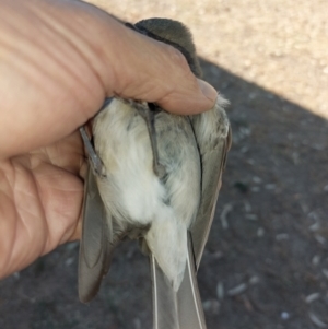 Pachycephala pectoralis at Albury - 16 Mar 2024