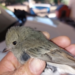 Pachycephala pectoralis at Albury - 16 Mar 2024