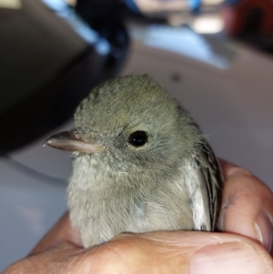 Pachycephala pectoralis at Albury - 16 Mar 2024