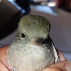 Pachycephala pectoralis at Albury - 16 Mar 2024