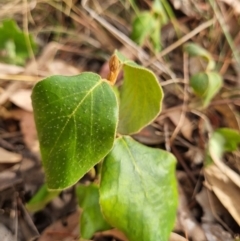 Cornus florida (Dogwood) at Tuggeranong Hill - 11 Mar 2024 by VeraKurz