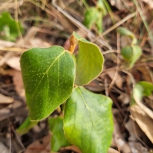 Cornus florida at Tuggeranong Hill - 11 Mar 2024 05:20 PM