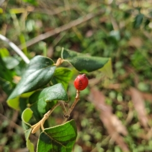 Cornus florida at Tuggeranong Hill - 11 Mar 2024 05:20 PM