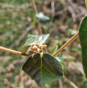 Cornus florida at Tuggeranong Hill - 11 Mar 2024 05:20 PM