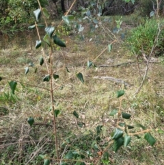 Cornus florida at Tuggeranong Hill - 11 Mar 2024 05:20 PM