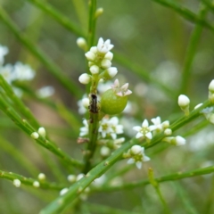 Choretrum candollei (White Sour Bush) at Kindervale, NSW - 13 Mar 2024 by RobG1