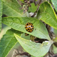 Harmonia conformis (Common Spotted Ladybird) at Braidwood, NSW - 15 Mar 2024 by MatthewFrawley