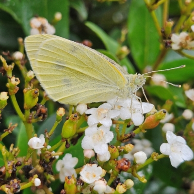 Pieris rapae (Cabbage White) at Braidwood, NSW - 15 Mar 2024 by MatthewFrawley