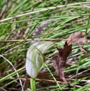 Pterostylis curta at Tidbinbilla Nature Reserve - 22 Oct 2023