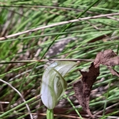 Pterostylis curta at Tidbinbilla Nature Reserve - 22 Oct 2023