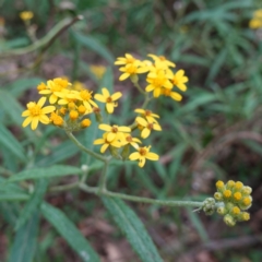 Senecio linearifolius var. arachnoideus (Cobweb Fireweed Groundsel) at Tallaganda State Forest - 13 Mar 2024 by RobG1