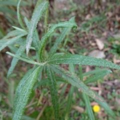 Senecio linearifolius var. arachnoideus at QPRC LGA - 13 Mar 2024