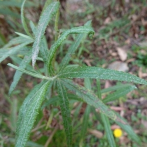 Senecio linearifolius var. arachnoideus at QPRC LGA - 13 Mar 2024