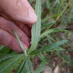 Senecio linearifolius var. arachnoideus at QPRC LGA - 13 Mar 2024