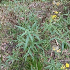 Senecio linearifolius var. arachnoideus at QPRC LGA - 13 Mar 2024