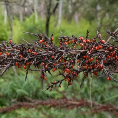 Gahnia sieberiana (Red-fruit Saw-sedge) at QPRC LGA - 13 Mar 2024 by RobG1