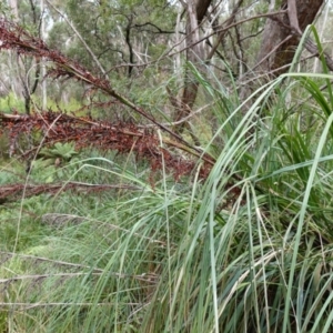 Gahnia sieberiana at QPRC LGA - suppressed