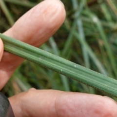 Gahnia sieberiana at QPRC LGA - suppressed