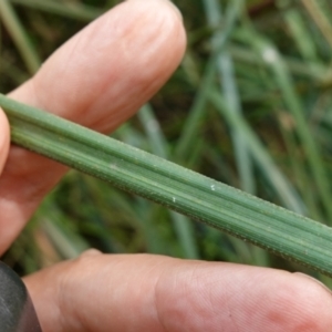 Gahnia sieberiana at QPRC LGA - suppressed