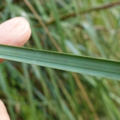 Gahnia sieberiana at QPRC LGA - suppressed