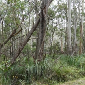 Gahnia sieberiana at QPRC LGA - suppressed