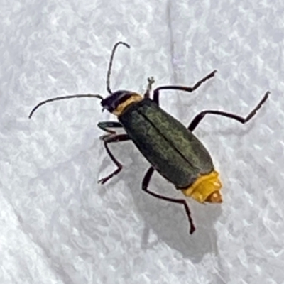 Chauliognathus lugubris (Plague Soldier Beetle) at Tallangatta Valley, VIC - 15 Mar 2024 by Merry