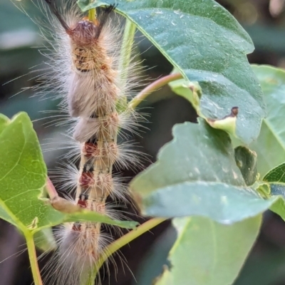 Orgyia anartoides (Painted Apple Moth) at Wallaroo, NSW - 16 Mar 2024 by AniseStar