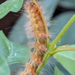 Orgyia anartoides at Wallaroo, NSW - 16 Mar 2024