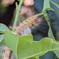 Orgyia anartoides at Wallaroo, NSW - 16 Mar 2024