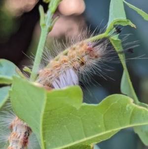 Orgyia anartoides at Wallaroo, NSW - 16 Mar 2024 11:05 AM