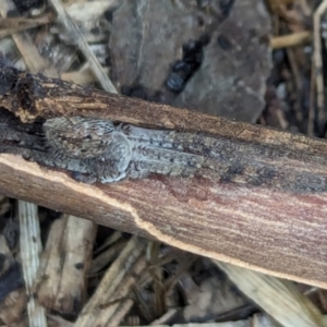 Isopedella pessleri at Watson, ACT - 16 Mar 2024