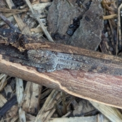 Isopedella pessleri at Watson, ACT - 16 Mar 2024