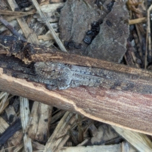 Isopedella pessleri at Watson, ACT - 16 Mar 2024