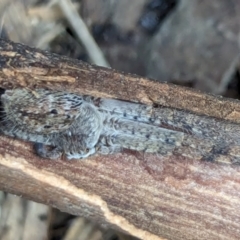 Isopedella pessleri at Watson, ACT - 16 Mar 2024