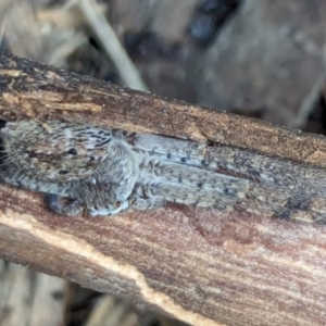 Isopedella pessleri at Watson, ACT - 16 Mar 2024