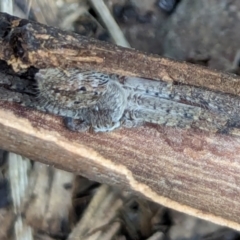 Isopedella pessleri at Watson, ACT - 16 Mar 2024