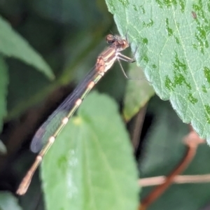 Austrolestes leda at Watson, ACT - 16 Mar 2024