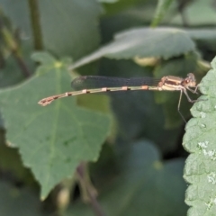 Austrolestes leda at Watson, ACT - 16 Mar 2024