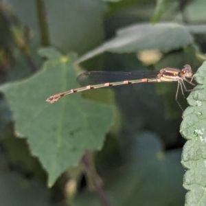 Austrolestes leda at Watson, ACT - 16 Mar 2024