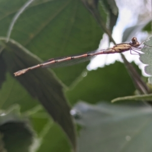 Austrolestes leda at Watson, ACT - 16 Mar 2024