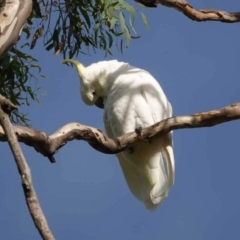 Cacatua galerita (Sulphur-crested Cockatoo) at Watson, ACT - 16 Mar 2024 by AniseStar